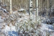 Beautiful Winter Aspen. Photo by Dave Bell.