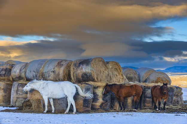 Three Horse Power. Photo by Dave Bell.