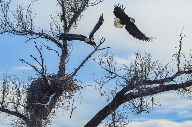 Jail Break. Photo by Dave Bell.
