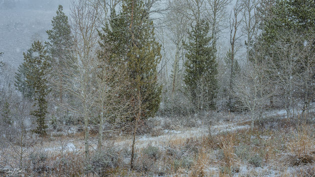Beautiful Snowy Scene. Photo by Dave Bell.