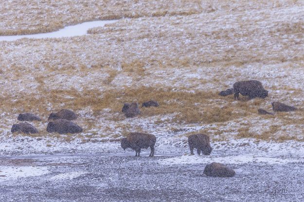 Snowing Hayden Bison. Photo by Dave Bell.