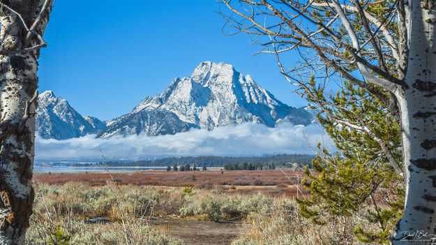 Moran. Photo by Dave Bell.