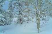 Beautiful Snowy Skyline Drive-February 3