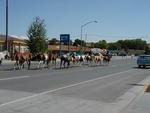 Horse drive down main street