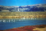 Swans on Mosquito Lake