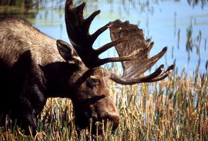 Moose shed their antlers in late winter, early spring. NPS photo.